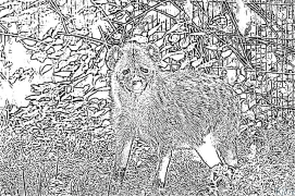 hyena Kurasa Za Kupaka Rangi Zinazoweza Kuchapishwa